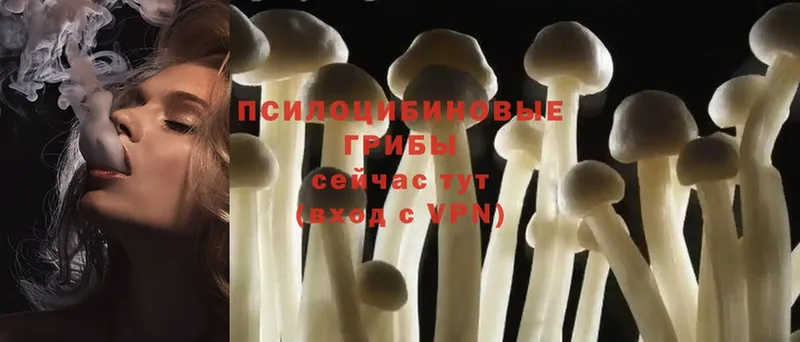 shop Telegram  где купить наркоту  Богородицк  Галлюциногенные грибы Psilocybe 