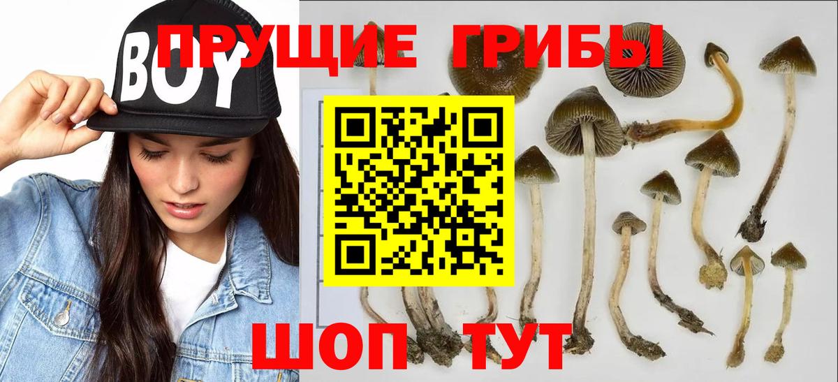 Псилоцибиновые грибы Psilocybe  Богородицк  Псилоцибиновые грибы GOLDEN TEACHER 
