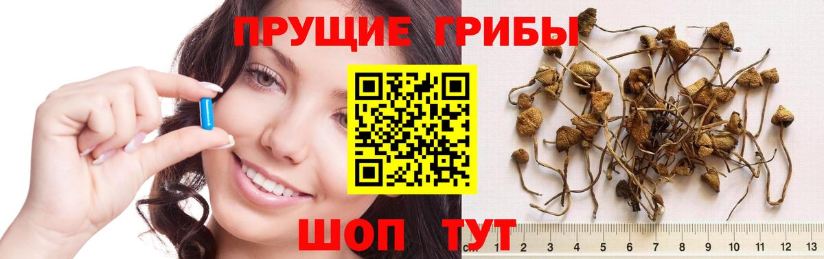 Галлюциногенные грибы Psilocybine cubensis  Вход с VPN  что такое наркотик  Богородицк  Псилоцибиновые грибы Psilocybine cubensis 